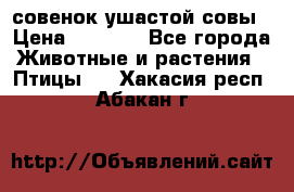 совенок ушастой совы › Цена ­ 5 000 - Все города Животные и растения » Птицы   . Хакасия респ.,Абакан г.